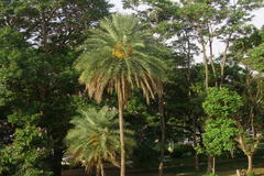 Phoenix sylvestris